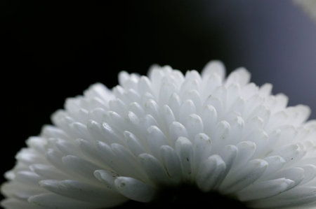 Dahlia