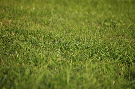 summer meadowの写真素材