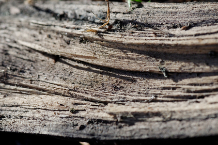 Split tree trunkの写真素材