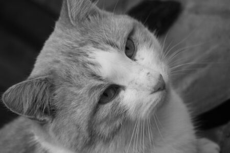 Mustached mushroom catの写真素材