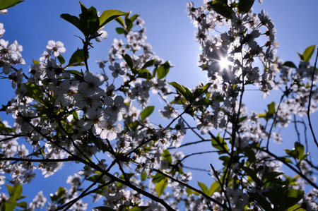 Plum tree blossom