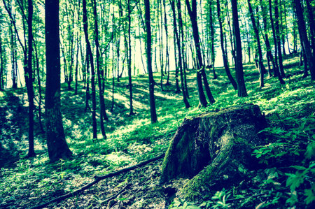 Cutted tree in the forestの写真素材