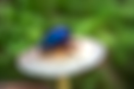 Blurry image of green