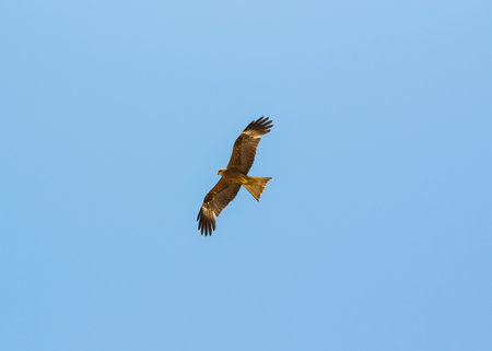 Red-footed falcon in flight with blue skies in the background