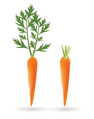 Two carrots on white backgroundのイラスト素材