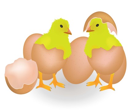 Two chickens coming from eggshell, vector.のイラスト素材