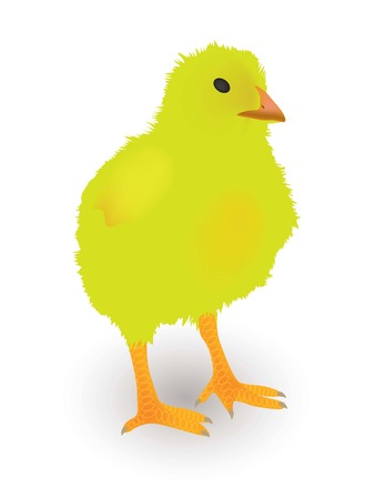 Little chicken on white background, vectorのイラスト素材