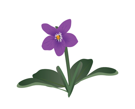 Viola flower. vector illustrationのイラスト素材