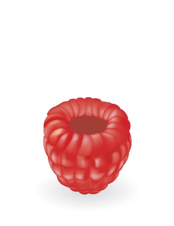 Raspberry on white background, vectorのイラスト素材