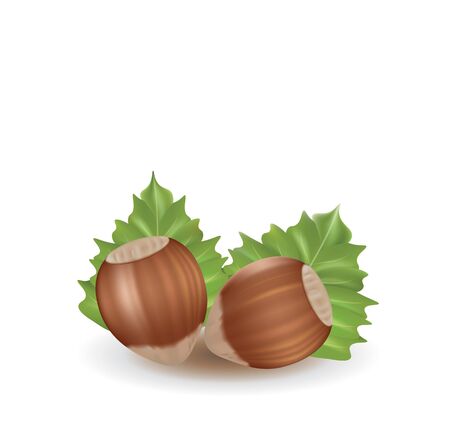 Hazelnuts. vector illustrationのイラスト素材