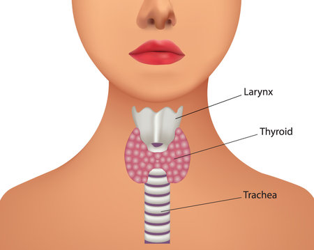 Thyroid gland inside. vector illustration
