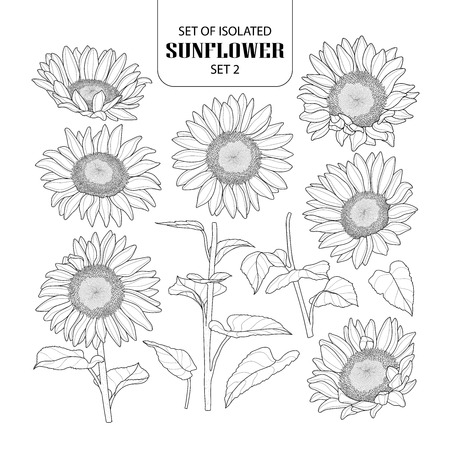Set of isolated sunflower set 2. Cute hand drawn vector illustration in black outline and white plane on white background.のイラスト素材
