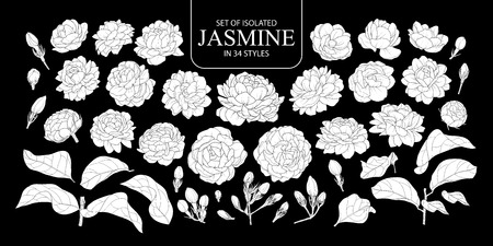 Set of isolated white silhouette Jasmine in 34 styles. Cute hand drawn flower vector illustration in white plane without outline on black background.のイラスト素材
