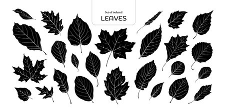 Set of isolated Cute Autumn foliage illustration in hand drawn style on white background.のイラスト素材
