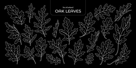 Set of isolated Cute Autumn foliage illustration in hand drawn style on black background.のイラスト素材