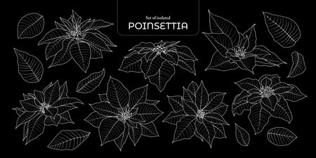 Set of isolated cute flower illustration in hand drawn style. White outline on a black background.のイラスト素材