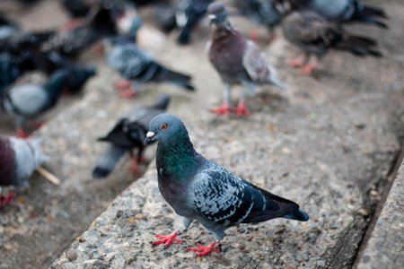 Pigeons waiting food at public park street,Thailand