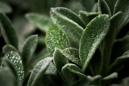 Close up green leaves nature