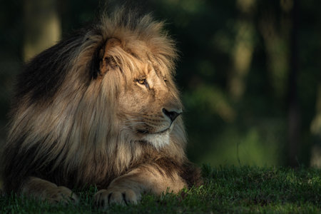 Lion lying on the grass in the park. Side view.