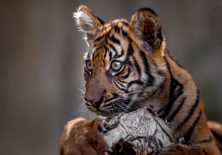 Close up of a tiger cub looking at the camera with a blurry background
