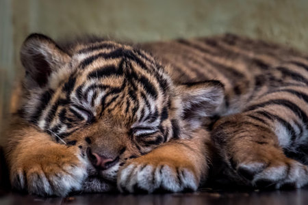 Close up of a tiger cub sleeping on a wooden floor in a zoo