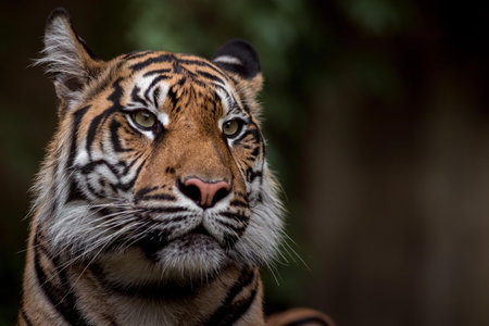 Close up of a tiger looking at the camera with a blurred background