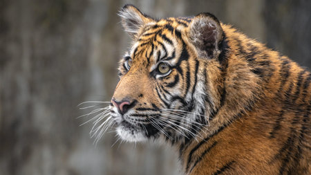 Close up of Amur tiger, Panthera tigris altaica