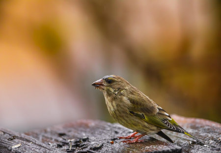 Greenfinch bird sitting on a piece of wood