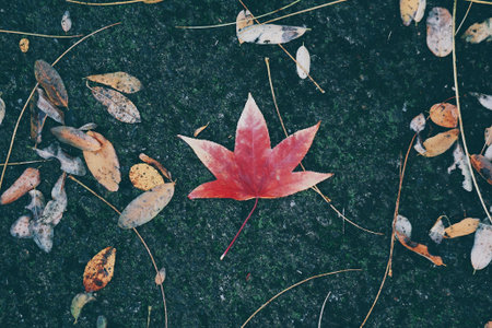 red maple leaf in autumn season