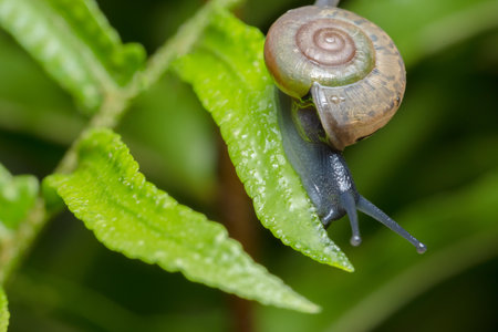 Close-up photo of a snail walking on a leaf