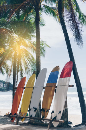 Many surfboards beside coconut trees at summer beach with sun light and blue sky background.