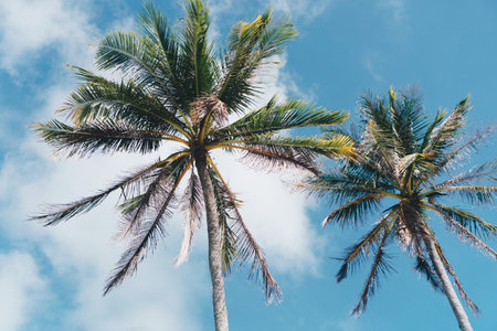 Minimal tropical coconut palm tree in summer with sky background. Copyspace you can put text on. Vintage film color tone style.
