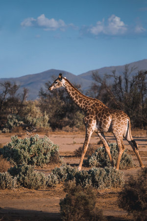 a giraffe walking in a grassland
