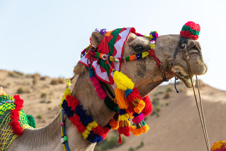 camel with colorful headress