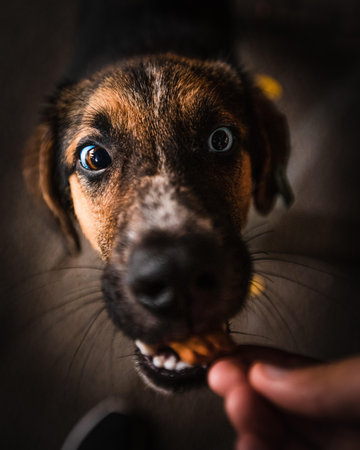 extreme close-up of dog accepting a treat