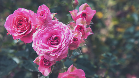 background nature Flower Valentine. pink, orange rose background blur.Valentines Day