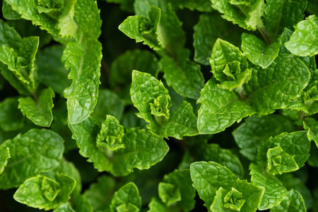 Delicious nutritious food texture composition close up background