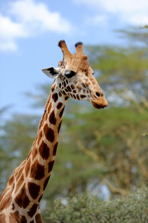 Giraffe in the wild. Africa, Kenya