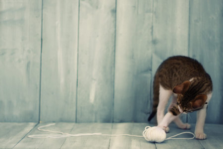 Photo of kitten playing with a wool ball