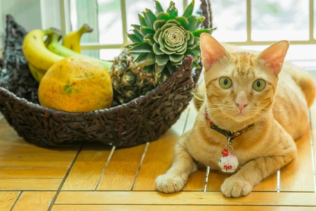 Yellow cat near fruit basketの素材