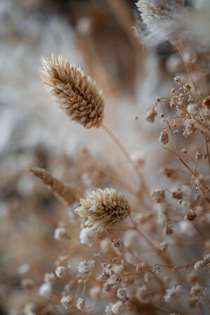 The Beauty of Dried Flowersの写真素材
