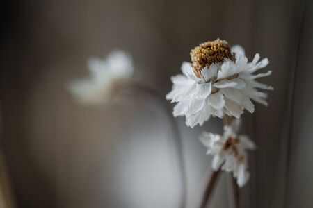 The Beauty of Dried Flowersの写真素材