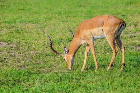 Impala grazing in the Maasai Mara national park (Kenya)の写真素材