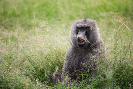 Front view of a baboon with differently colored eyes resting in the grass in the Maasai Mara...