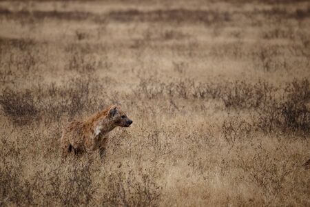 Hyena hunting in the Ngorongoro national park (Tanzania)の写真素材