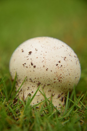 Close up to a big white mushroomの写真素材