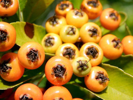Cluster of ripe yellow Pyracantha berriesの写真素材