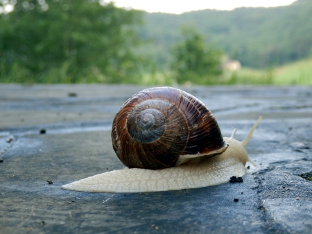 Roman snail slithering along a terrace, countryside in the backgroundの写真素材