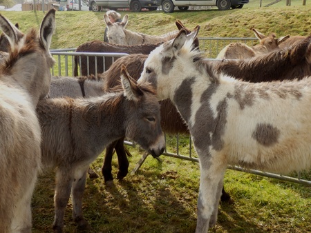 Donkeys at a farmers Spring fair in Franceの写真素材