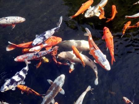 Shoal of Koi Carp looking for foodの写真素材